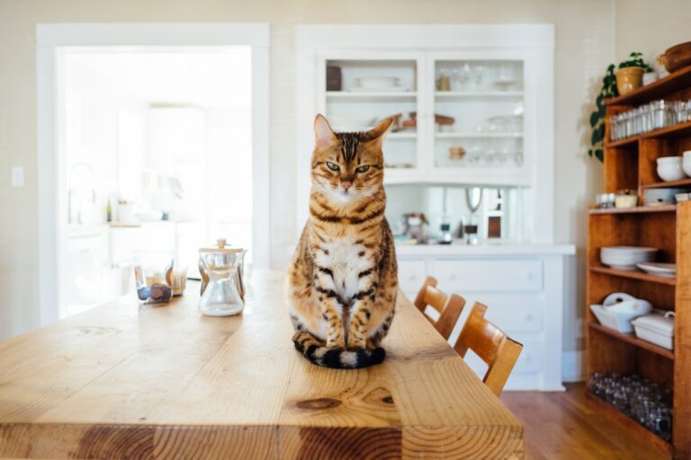 Können Katzen Thunfisch essen? Was du wissen musst!