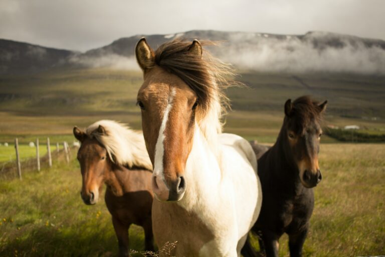 Unterschiede – Vollblüter, Kaltblüter und Warmblüter bei Pferden