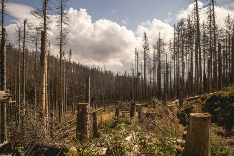 Schadflächen im Wald und Forst lokaliseren